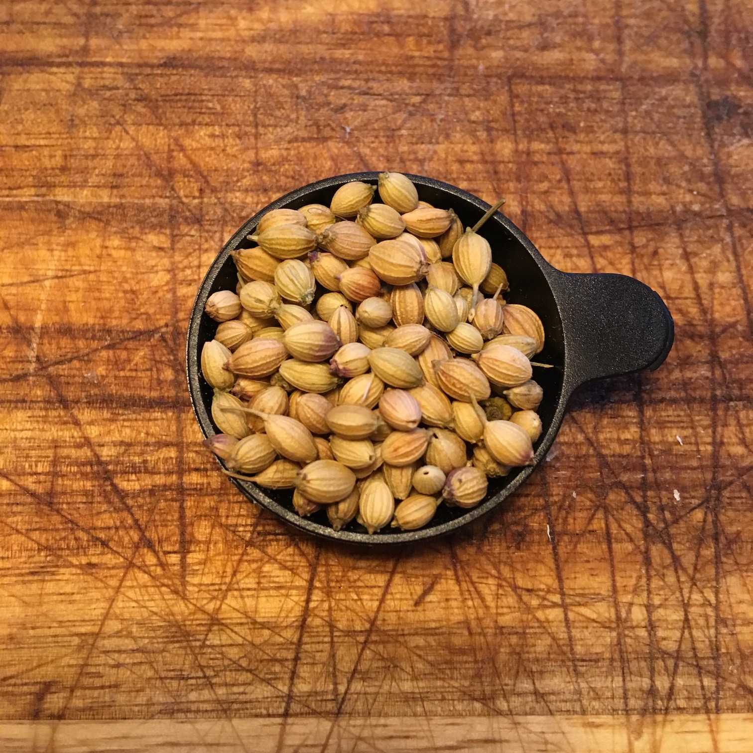 Coriander Seeds cover image